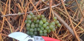 Городники розповіли, чи можна обрізати виноград у листопаді 