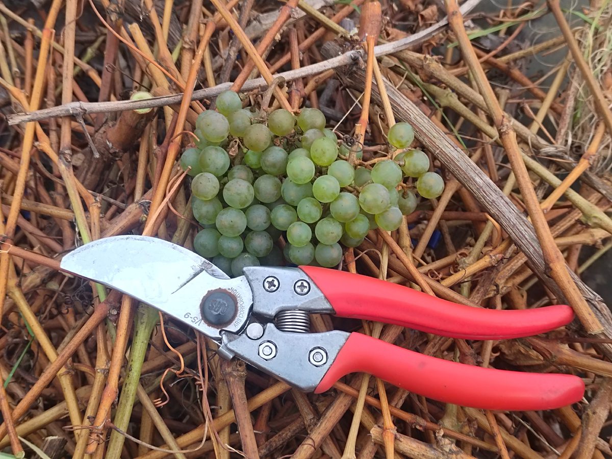 Городники розповіли, чи можна обрізати виноград у листопаді