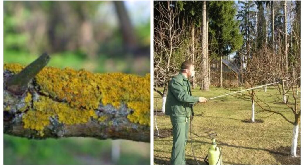 Листопад – останній шанс врятувати сад: вношу добрива + білю стовбури = 0 втрат від морозу 
