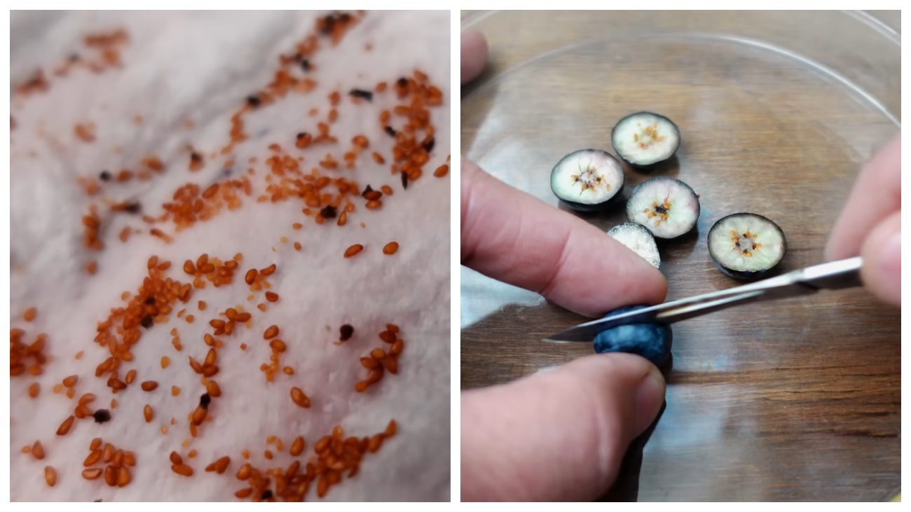 Садівники розповіли, як виростити чорницю з покупних ягід