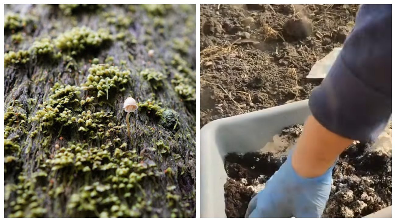 Городники розповіли про користь триходерми для ґрунту восени