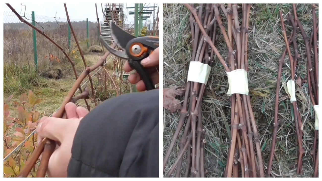 Виноградарі розповіли, як розмножувати виноград чубуками