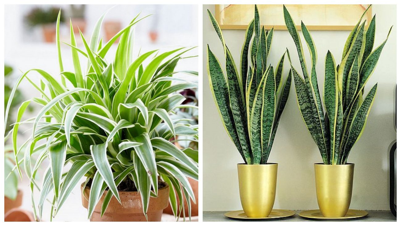 Хлорофітум та сан