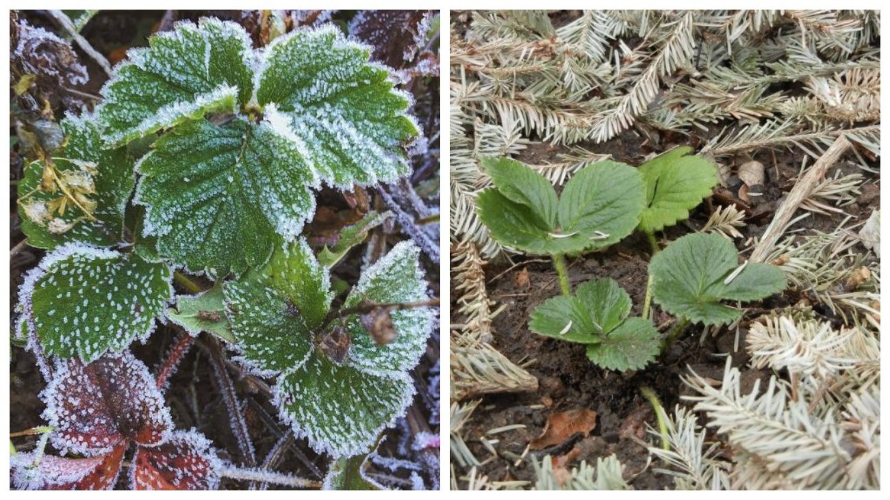 Городники розповіли, коли потрібно вкривати полуницю на зимівлю
