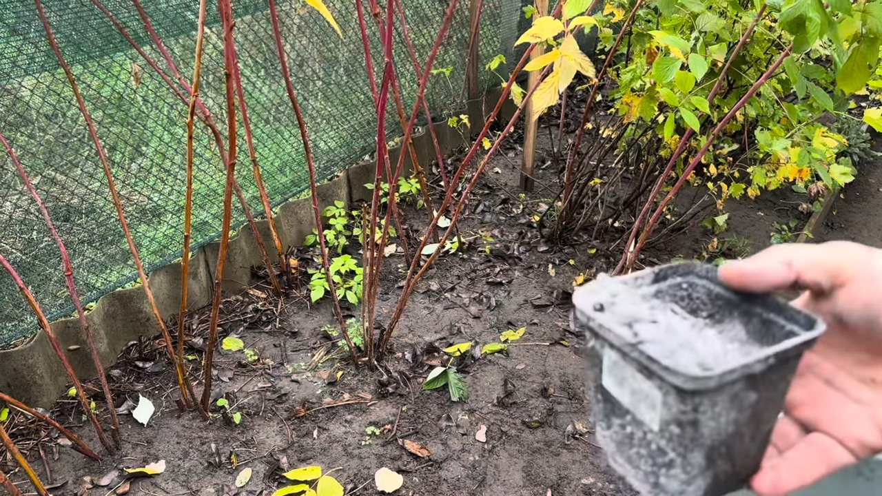 Садівники розповіли про осінню підгодівлю ягідних кущів