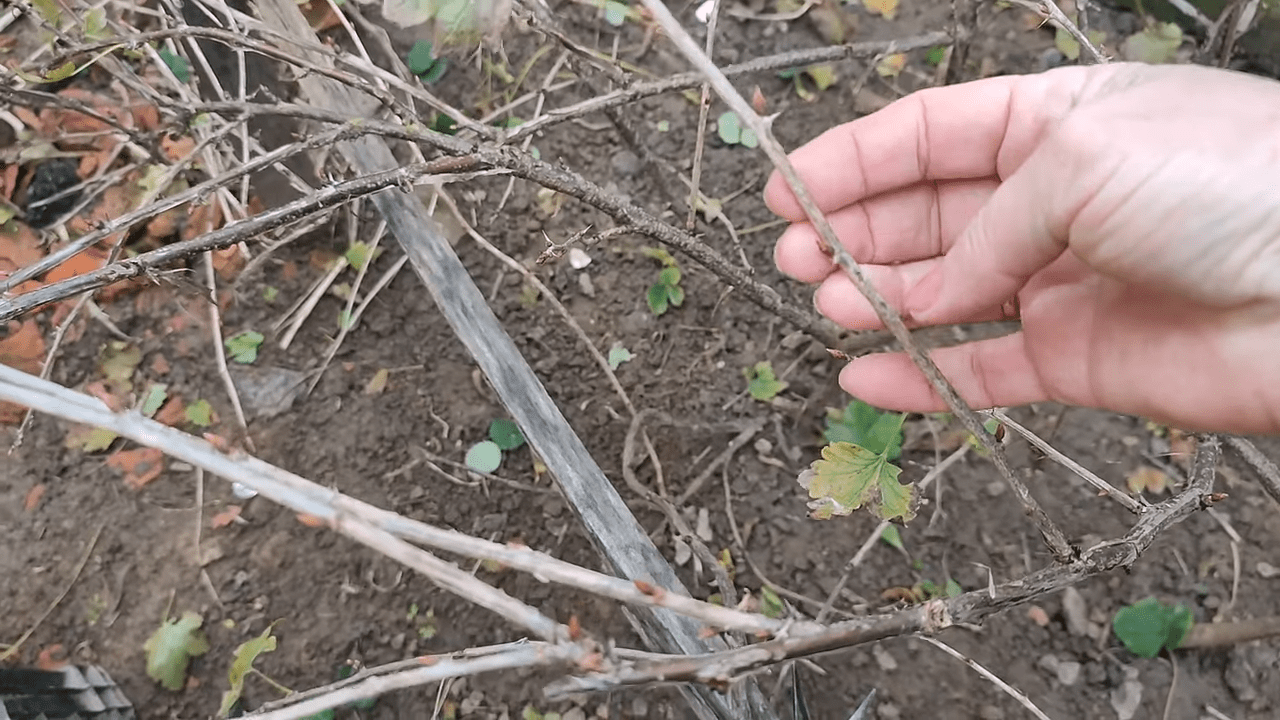 Садівники розповіли про правила осінньої обрізки аґрусу