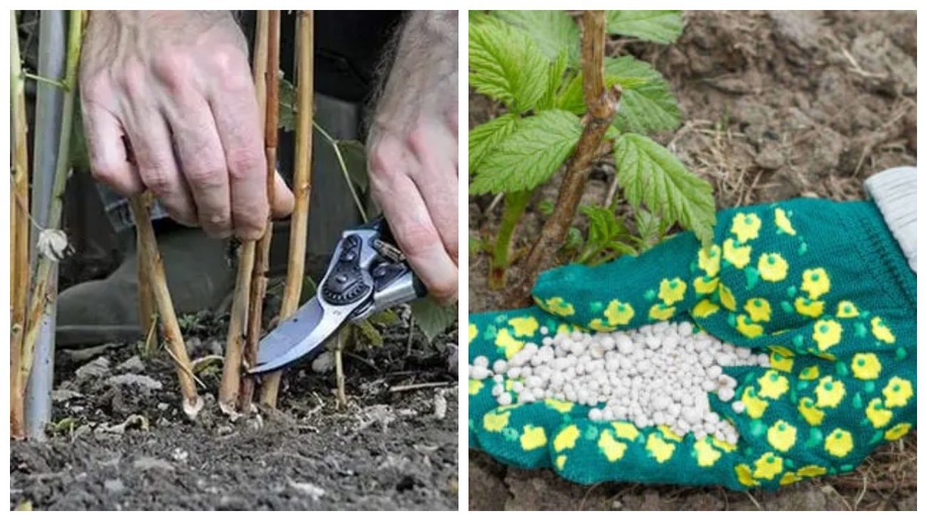 Садівники розповіли про осінній догляд за малиною