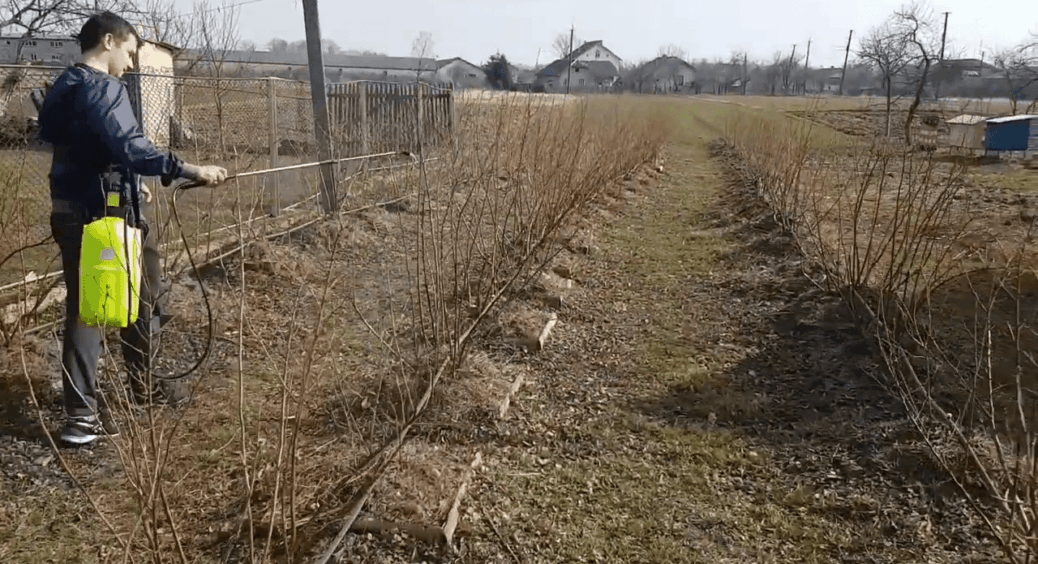 Спалила 8 мішків сміття з саду у листопаді – навесні шкідників на 70% менше: правило чистої ділянки 