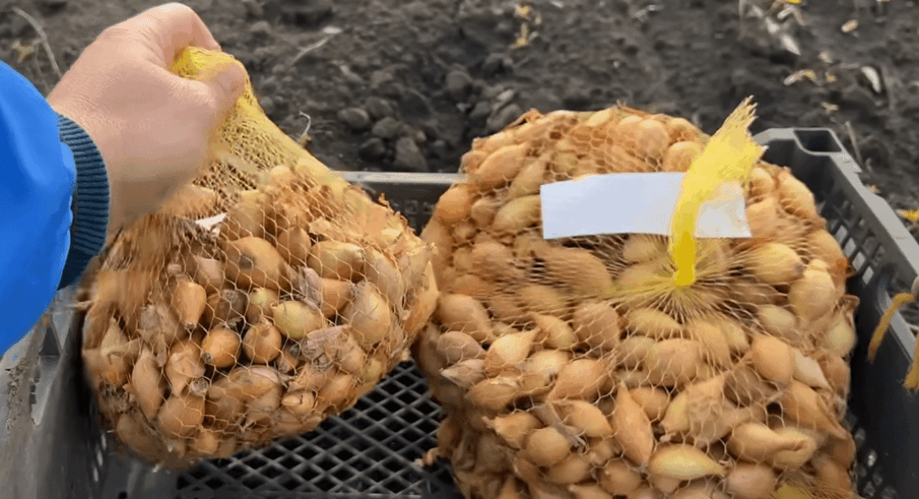 Цибуля в сітках не гниє і не проростає: кладу туди 1 сухий каштан – цей дідівський метод працює на всі 100 