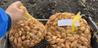 Господині пояснили, чим сітки від цибулі корисні у побуті