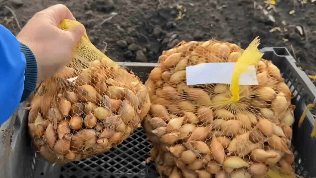 Городники розповіли про осінню посадку цибулі