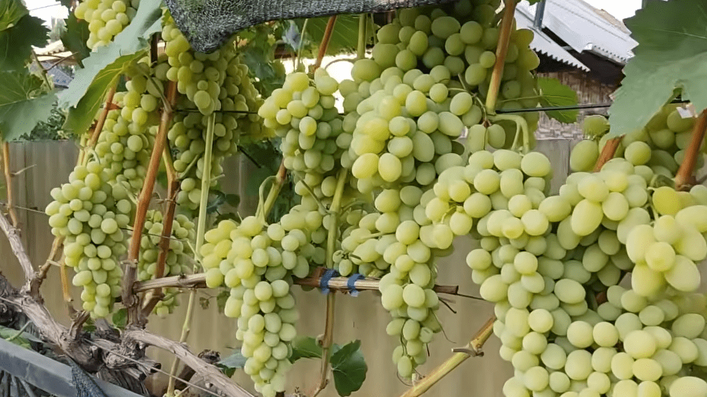 Сорт Плевен