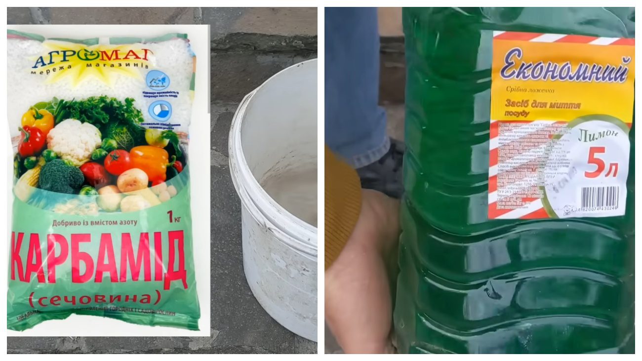 Садівники нагадали про важливість осінньої обробки груші від іржі