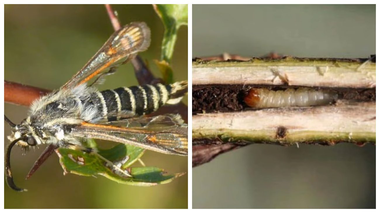 Садівники нагадали, чому важлива осіння обрізка смородини
