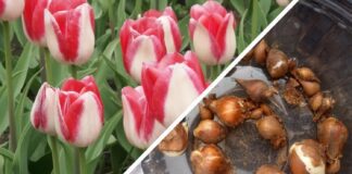 Як захистити тюльпани від зими та морозу