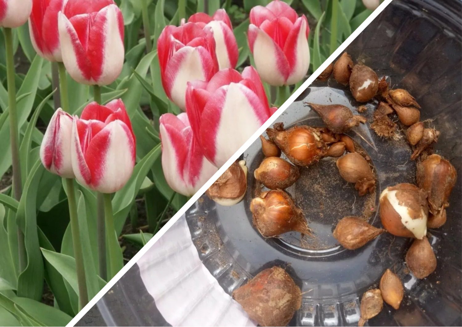 Як захистити тюльпани від зими та морозу