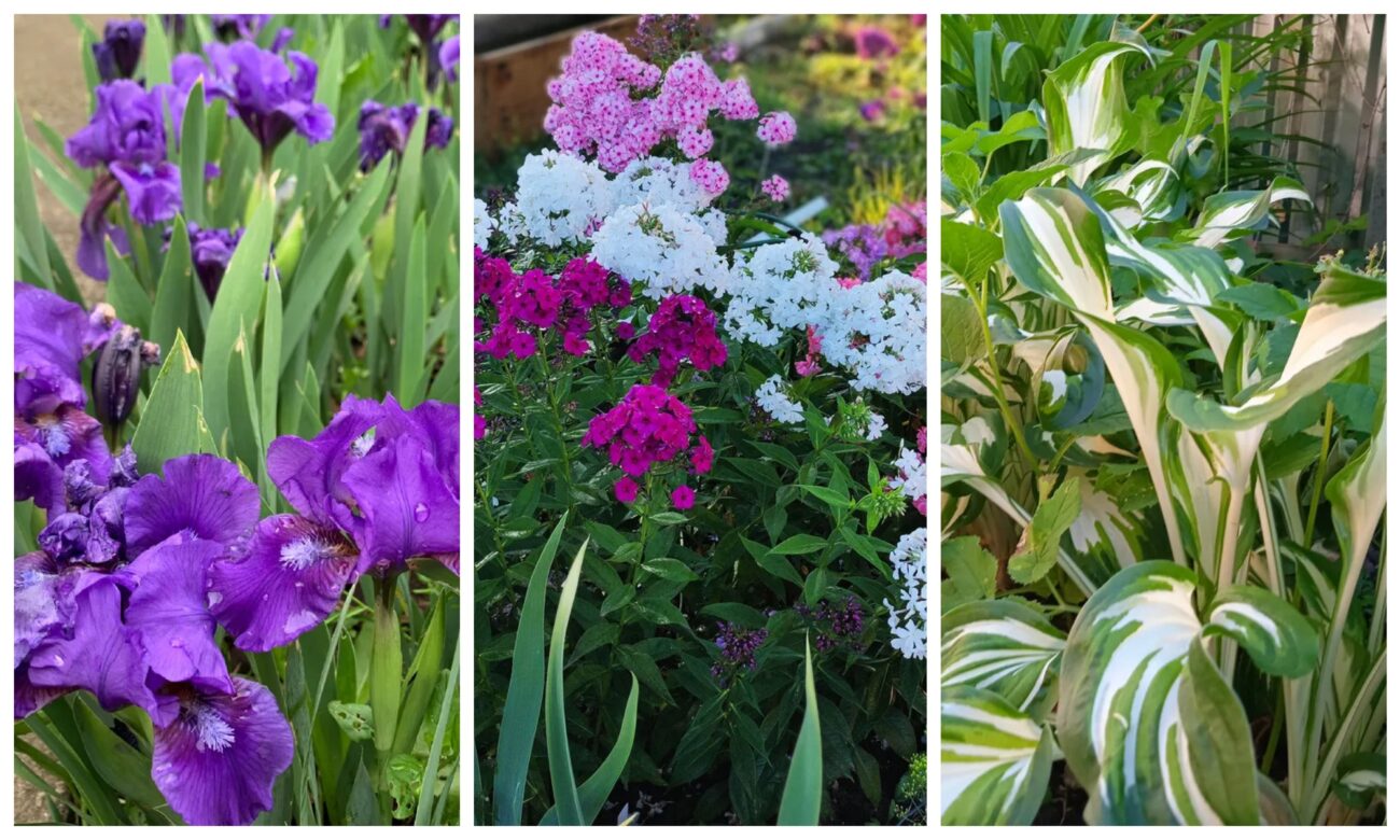 Які багаторічні рослини посадити на ділянці