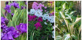 Які багаторічні рослини посадити на ділянці