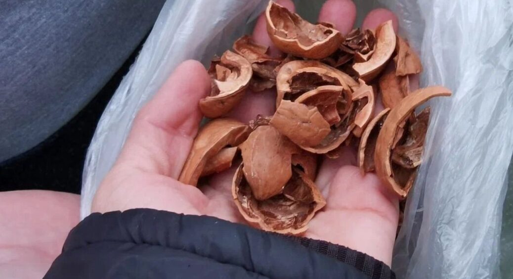 Шкаралупа від горіхів + залишки кукурудзяних качанів = “екопаливо”, від якого жар сильніший, ніж від дерева 