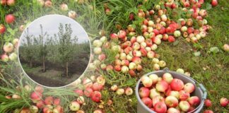 Як обробити плодовий сад в осінній період