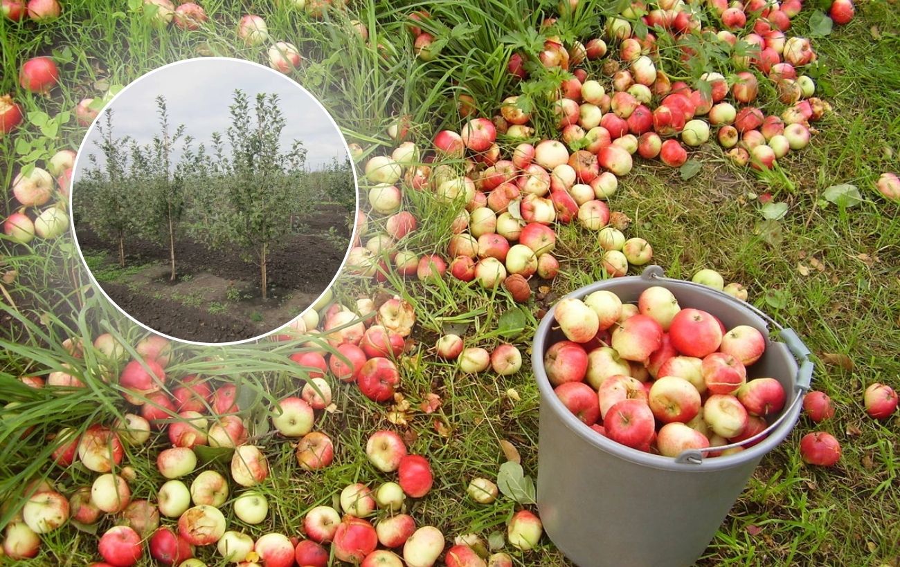 Як обробити плодовий сад в осінній період