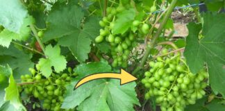 Як укривати виноград на зиму правильно