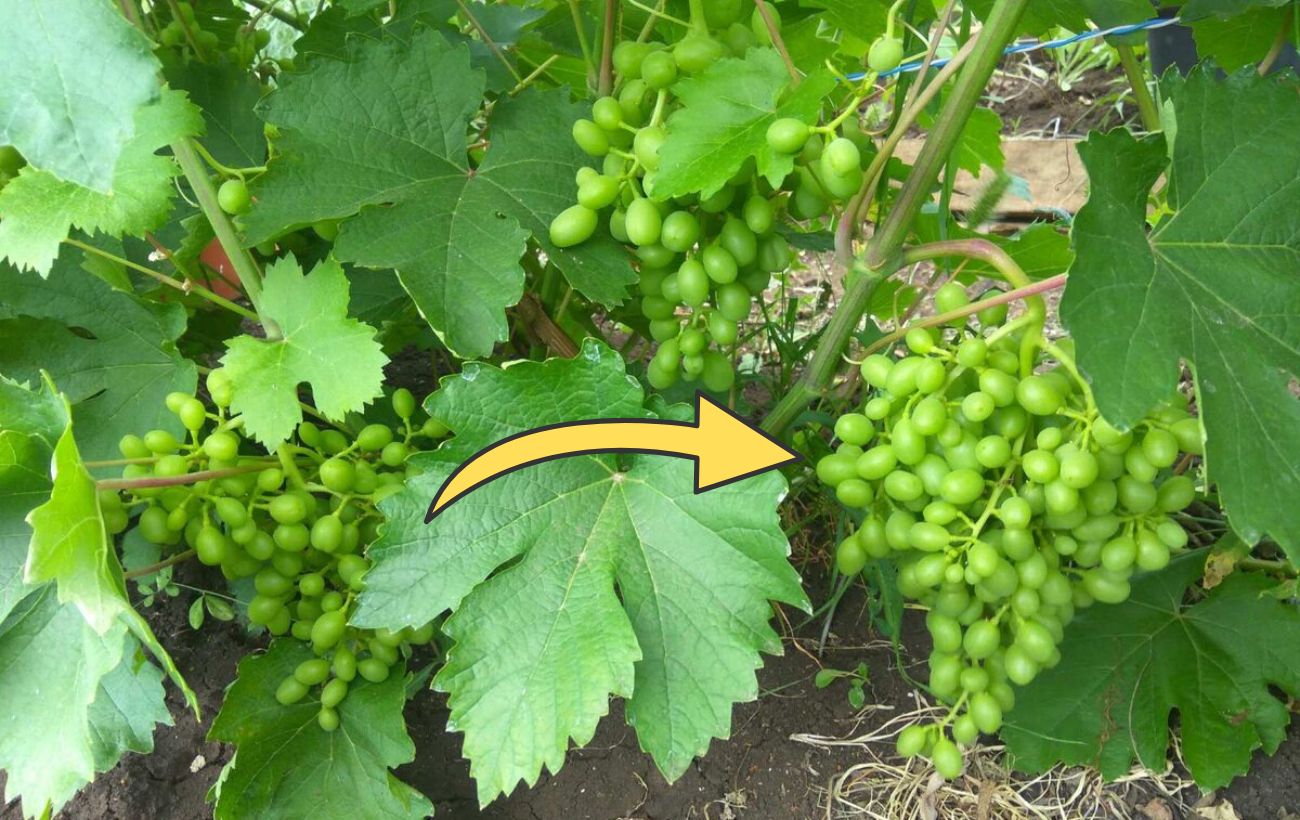 Як укривати виноград на зиму правильно