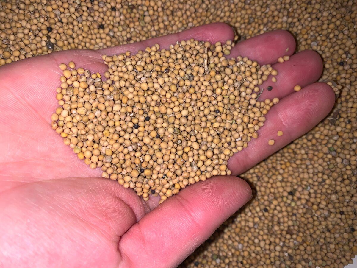 Агрономи розповіли, що потрібно зробити з грядками до початку зими