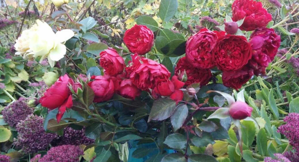 Моя домашня троянда розпускається навіть при сильних морозах: підгодовую її цим “допінгом” 