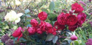Як допомогти троянді підготуватись до зими