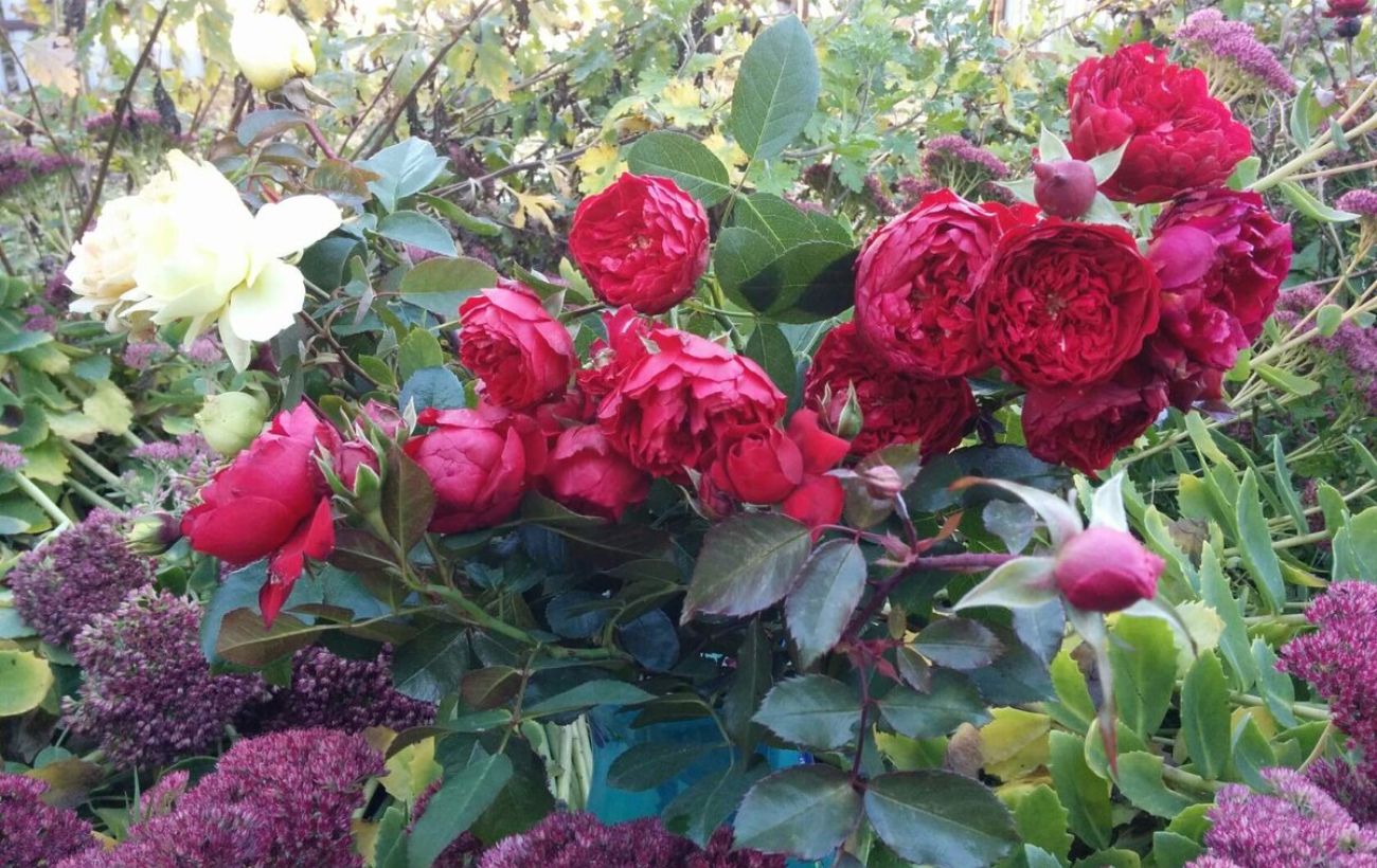 Як допомогти троянді підготуватись до зими