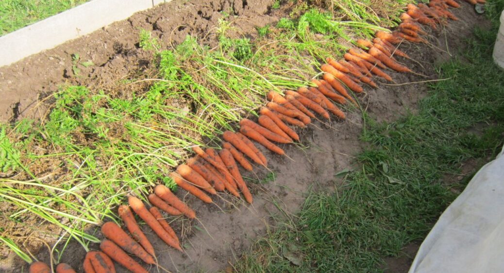 Урожай не в трубу, а з труби: вже років 12 вирощую довжелезну моркву у пластиковій гофрі (ФОТО) 