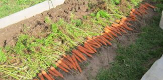 Як вирощувати моркву у пластиковій гофрі