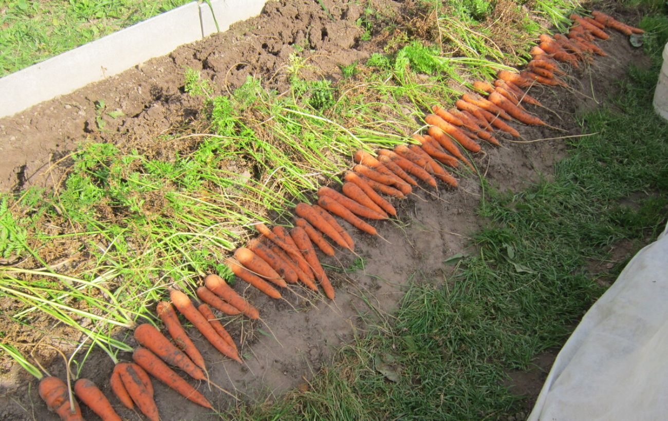 Як вирощувати моркву у пластиковій гофрі