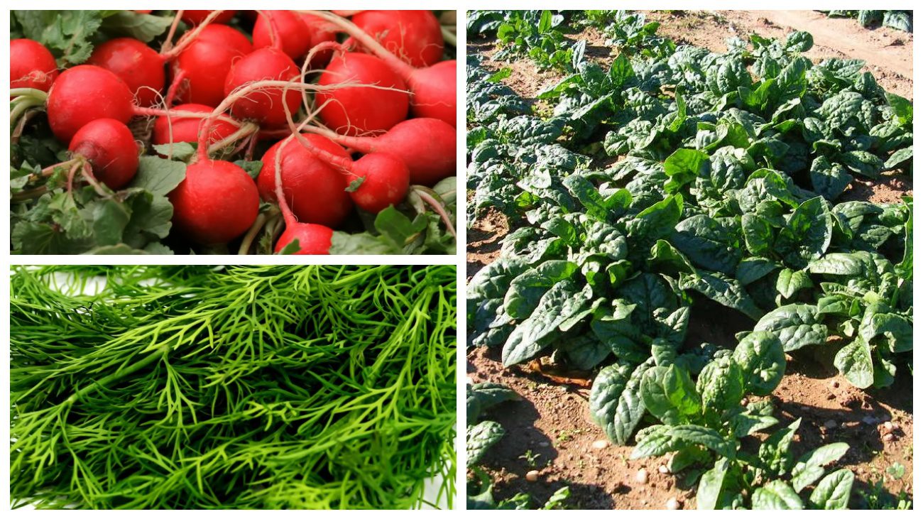 Городники порадили рослини для підзимового посіву