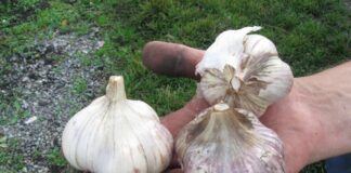 Експерти розповіли, як в листопаді сіяти озимі культури