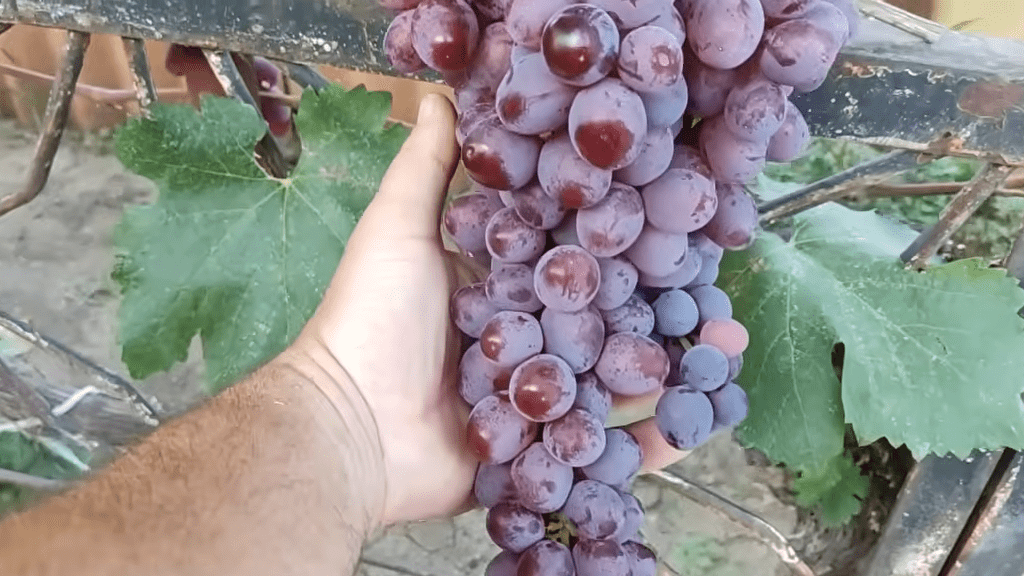 Сорт Полуничний