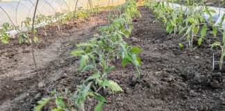 Городники пояснили, як можна відновити сухий ґрунт 