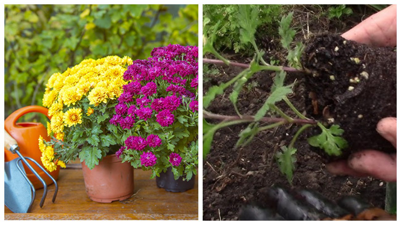 Квітникарі дали поради щодо пересадки хризантем у відкритий ґрунт