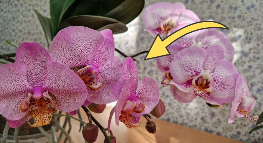 Поклала 12 зерняток у ґрунт для орхідей: за 14 днів коріння ожило – рослина вперше за рік випустила стрілку 