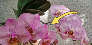 Квітникарі розповіли, як простимулювати орхідею до цвітіння