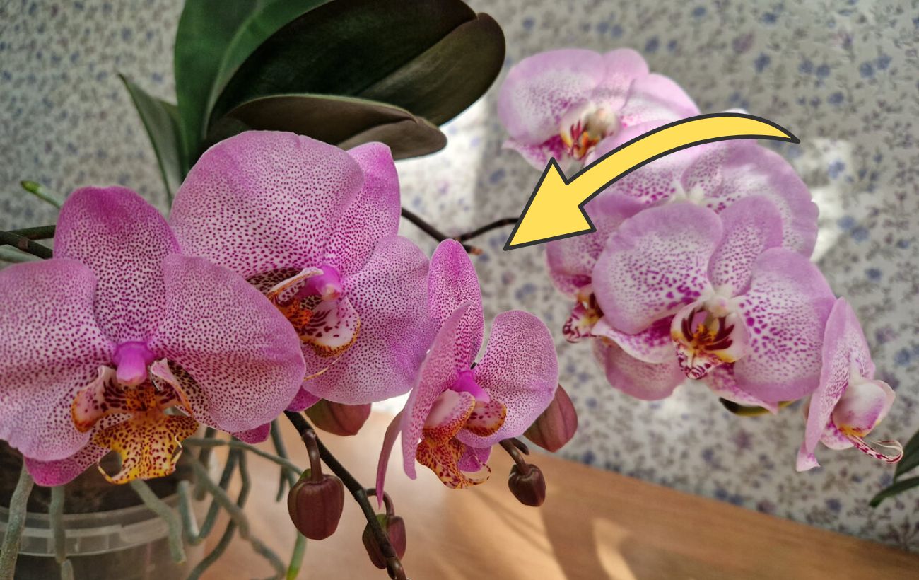Квітникарі розповіли, як простимулювати орхідею до цвітіння