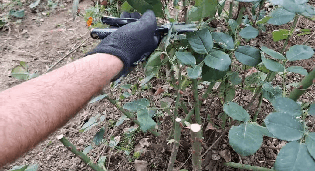 Є лише 4 правила, як обрізати троянди в січні: це “база”, яку повинен знати кожен дачник без винятку 