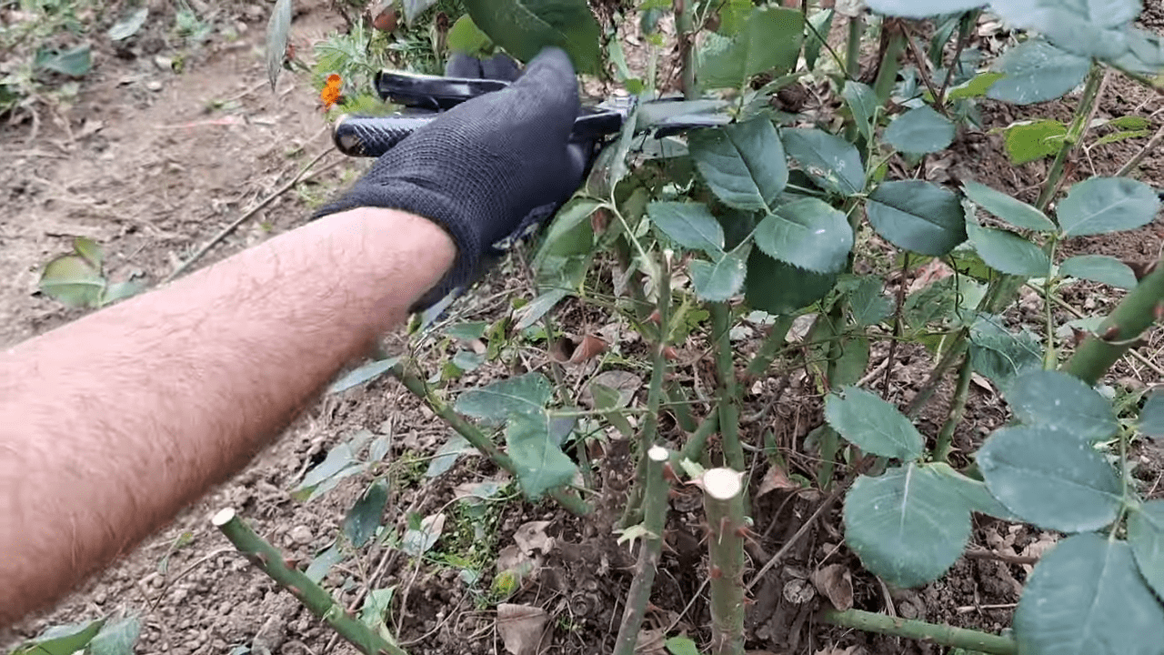Садівники розповіли, що зробити з трояндами, щоб навесні вони зацвіли раніше Садівники розповіли, що зробити з трояндами, щоб навесні вони зацвіли раніше