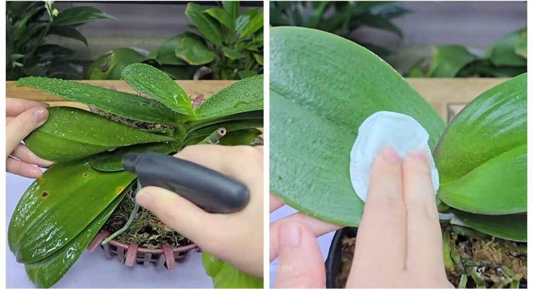 Кума показала – і спрацювало: протирала листя орхідеї цим 2 рази на тиждень, і зʼявилися нові квітконоси 