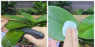 Квітникарі розповіли, як стимулювати орхідею до цвітіння