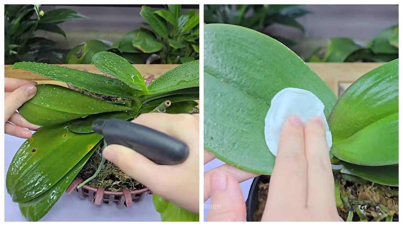 Квітникарі розповіли, як стимулювати орхідею до цвітіння