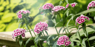 Садівники назвали дієве підживлення для квітів 