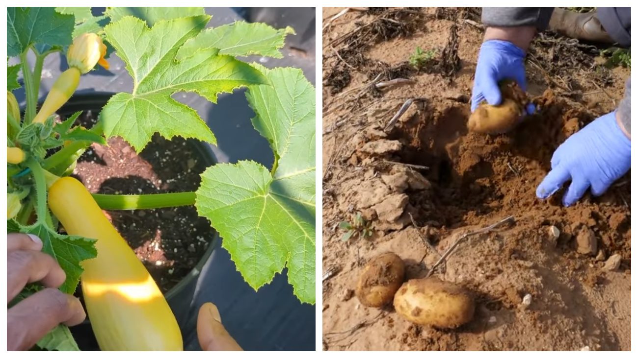 Городники розповіли про найневибагливіші городні культури