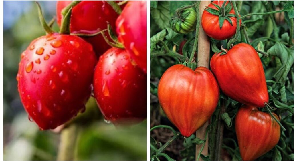 Зимовий посів томатів врятував мене від фітофтори: ранні сорти встигають дозріти на 2 тижні швидше 